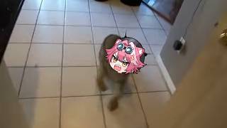 Raora big cat don't want to be a pet | Animal hololive