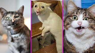 Funny Cat Reaction to Sticky Tape  Baby Kittens Challenge  With Sticky Note  Top Funny Cat Video by Kittens Meowing 934 views 3 years ago 3 minutes