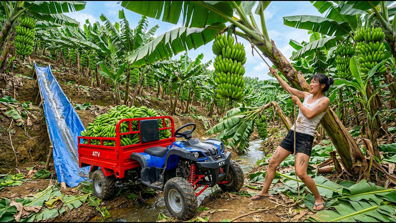 Harvesting 1000+ Green Banana Bunches and Hauling Them Home with a Four-Wheel Vehicle