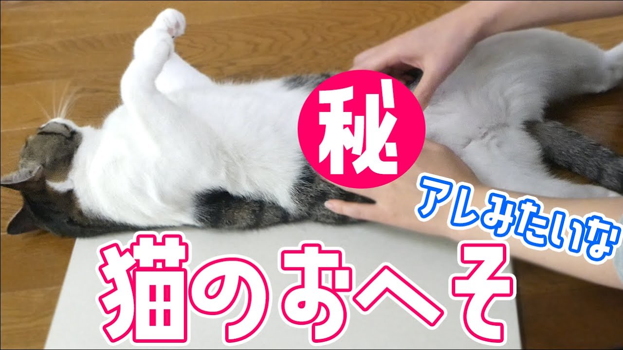 くっきり】猫のおへそを発見！へそ天で大公開してくれる猫／Navel of