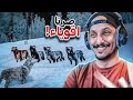 حياة الذيب 17 واخيرا نمو الجراء الى ذئاب بالغة WolfQuest Anniversary Edition 