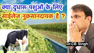 Silage खिलाने से कोई नुक़सान तो नहीं ? | Dairy Farm | Dairy Ustaad | Dr CB Singh