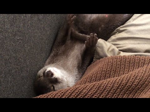 ??????? ??????????????????????? Otter too close to their owner