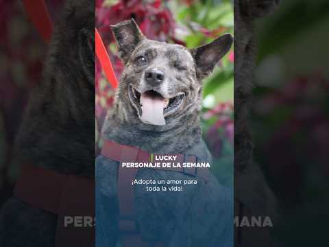 🥰Lucky es justo lo que le hace falta a tu familia ❤️¿Lo adoptarías? 🤩