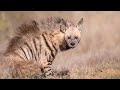 The Striped Hyena: India And Pakistan’s Silent Guardian of the Night Facing Extinction