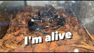 I thought my Forest Scorpion was dead.. Nope! Just sleeping.