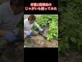 じゃがいも試し掘り 収穫2週間前のじゃがいも掘ってみた! #家庭菜園 #農ある暮らし