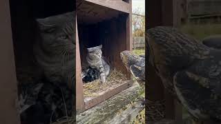 Cat Defends Kitten From Barn Owl Attack—wild Showdown You Must See!