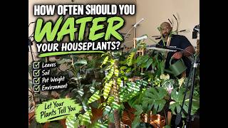 How often Should you REALLY Water Your Houseplants