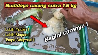 Cara ini ampuh agar cacing sutra cepat banyak berikut penjelasannya ! #pakanikanalami