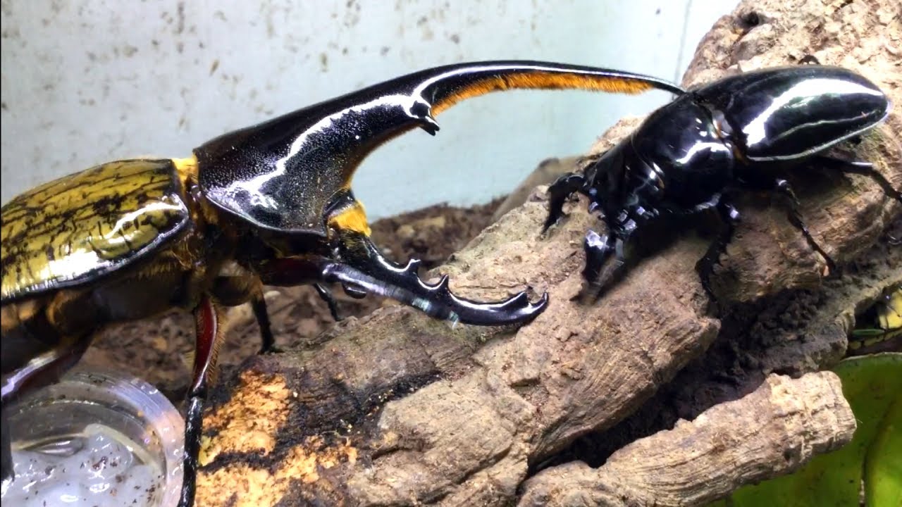 昆虫バトル！ヘラクレスオオカブトvsタランドゥスオオツヤクワガタ