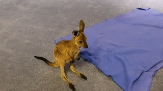 RESCUED KANGAROO, exploring our house, so cute. 🦘🦘🦘 by Mysty and Meeko The adventurous kittens 2,397 views 4 years ago 5 minutes, 17 seconds