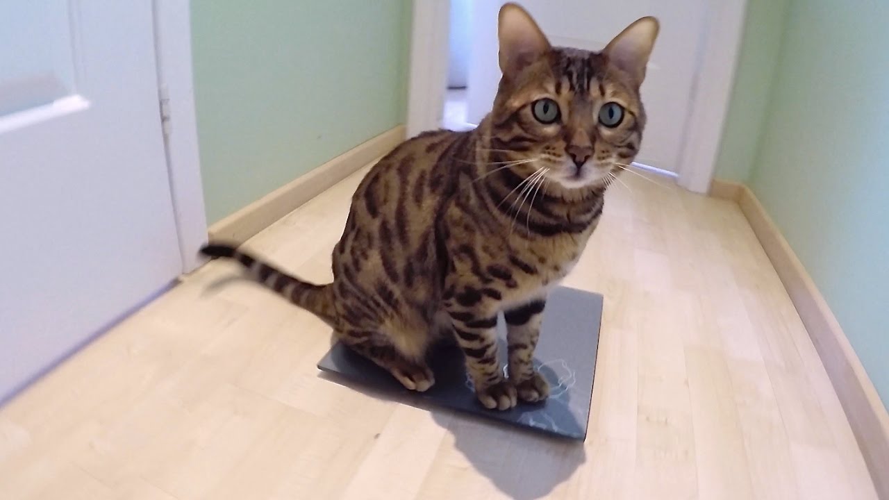 How To Weigh Your Cat - Floppycats™