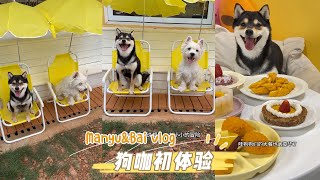 Manyu and Bai went to the dog cafe for the first time and was very excited to meet other dogs.