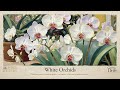 White Orchids 4K Remastered | A Symphony of Elegance & Serenity Playlist | Work Study Read