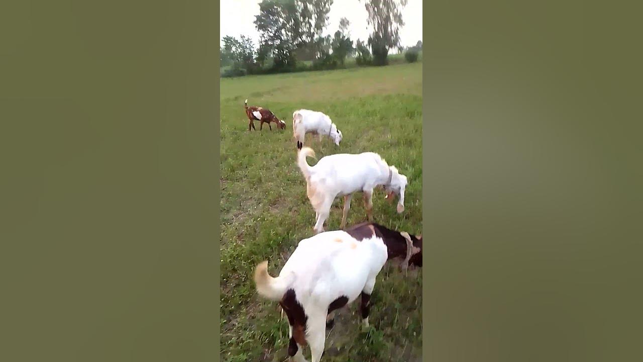 qurbani-2023-ik-bakra-30000-pkr-ka-youtube