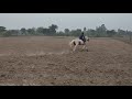 Beautiful Horse | Horse Riding In Lucknow | Lucknow Horse Riding Club