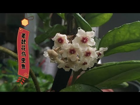 小院里的地栽球兰开花了!雨中开放的球兰花,别有一番韵味! - YouTube