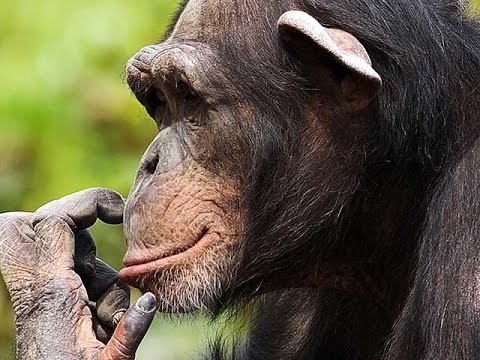Video: Ieškojo Kronikos: Eliezeris Sobelis, „99-oji Beždžionių - Matadorų Tinklas“