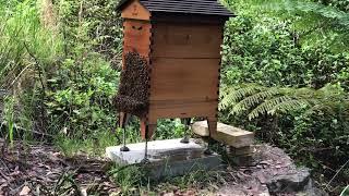 2nd hive, 1st harvest