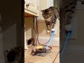 Tabby cat staring at mouse 🐹🐱🐹 #catlife #cat #mousemurah #cute #birds #animals #catlife