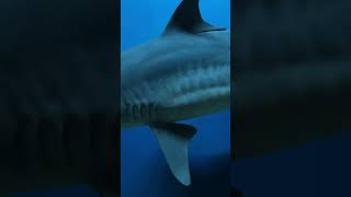How did the tiger shark get its name?