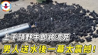 上千頭野牛因旱災快被渴死，男人開來水罐車，隨後一幕震撼無數網友｜#救援｜#野生動物｜#牛｜#非洲草原｜#靈性｜#暖心