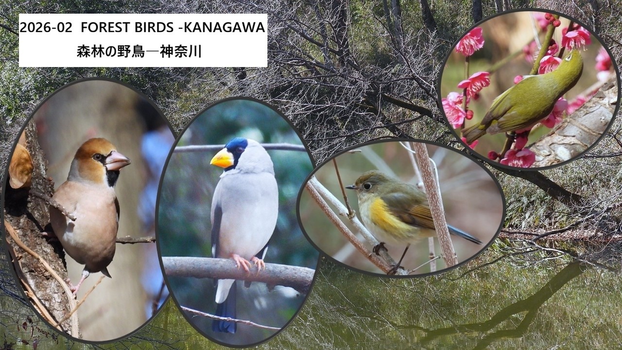 2026 - 02 Forest birds - Kanagawa /森林の野鳥―神奈川