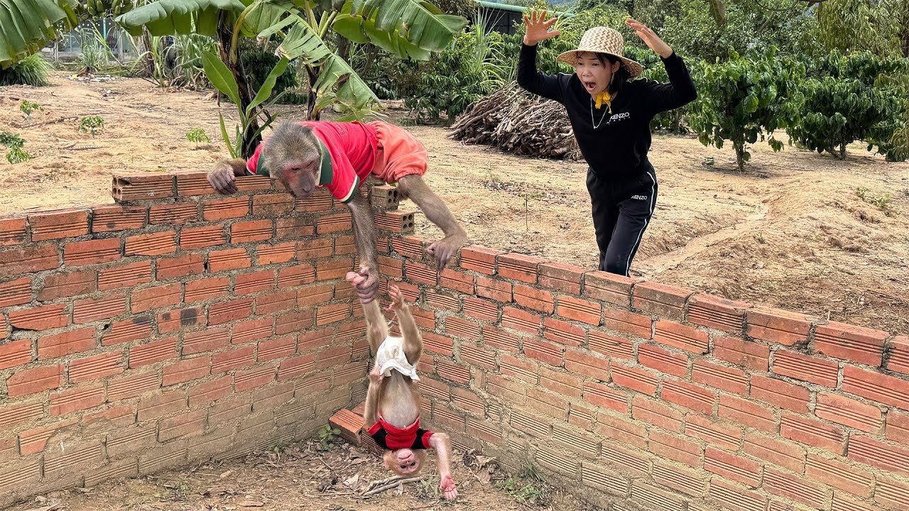 Mom Shocked When Saw Abu Rescue Baby Monkey from Danger!