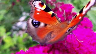 🌷🌺🌼🌞🌺"À toi" Joe Dassin  Beautiful butterflies Посвящение Кристин Дельво(супруге Дассена) «За тебя…»