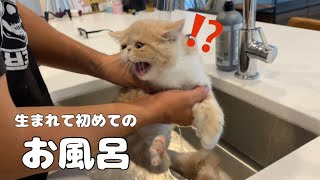 生まれて初めての子猫のお風呂 | エキゾチックショートヘア | First bathing a kitten | Exotic Shorthair |