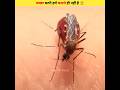 Why do only female mosquitoes bite everyone? | The Mr Facts | #shorts #mosquito #facts