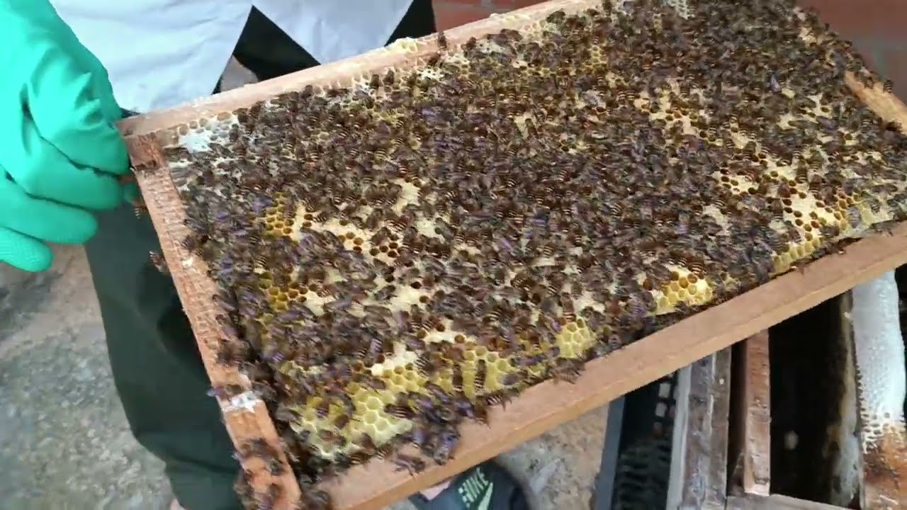 Cách tận dụng mũ chia đàn và thả chúa tơ trực tiếp đạt 100%