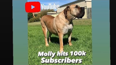 Boerboel hits 100k!! Thank you