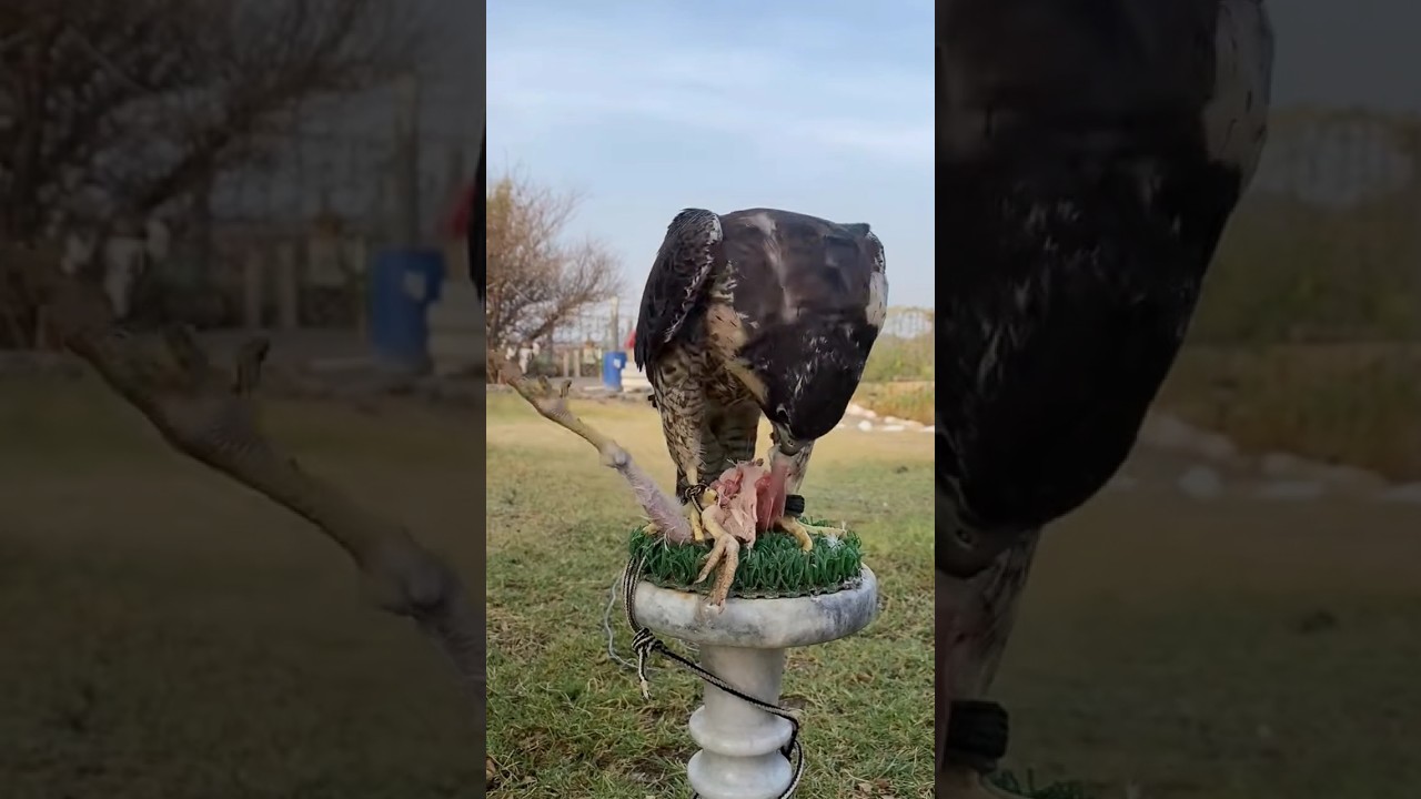 PEREGRINE FALCON FEEDING CHICKEN 🐔🍗🔥🔥🔥 