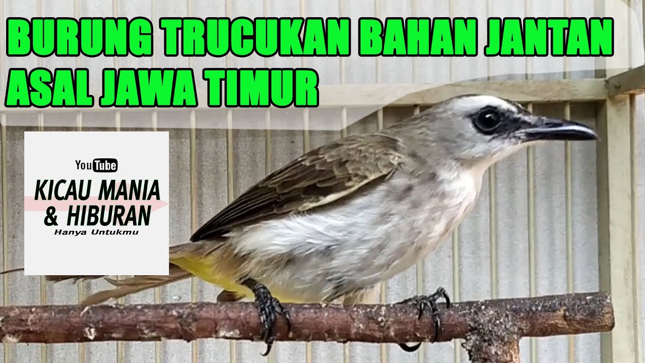 Burung Trucukan Bahan Asal Jawa Timur 