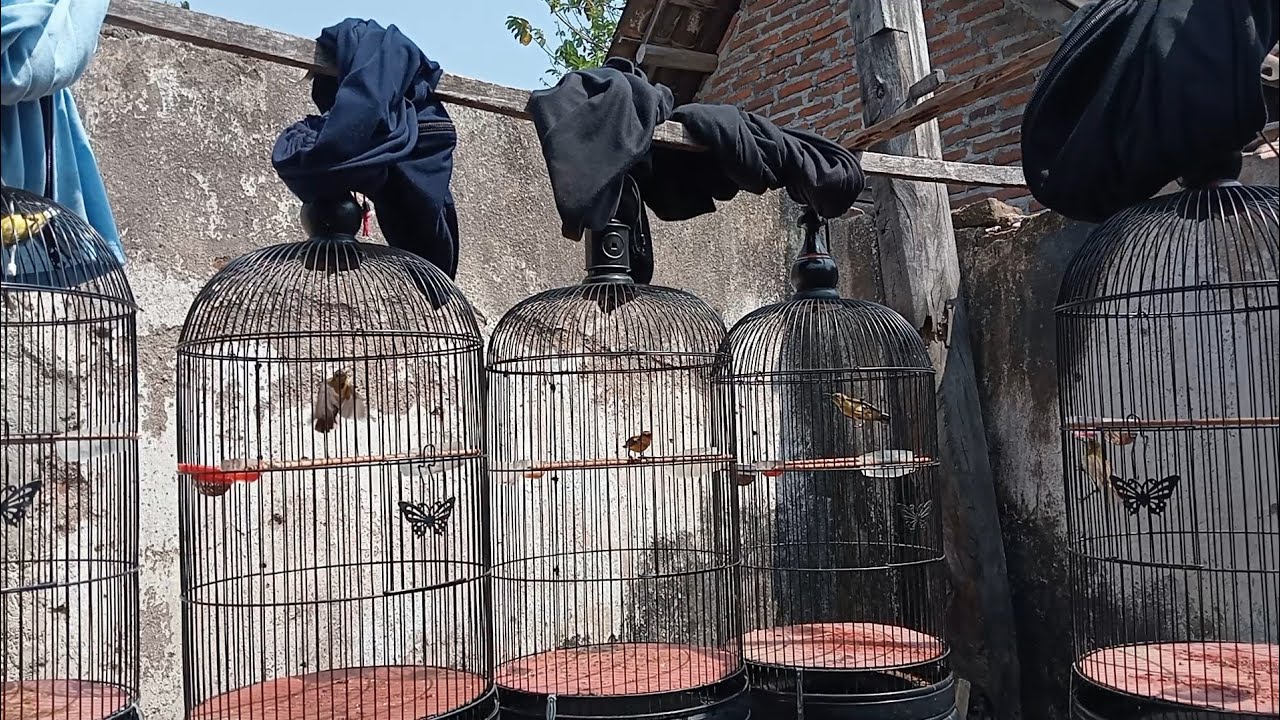 Semua sogon pasti langsung respon ikut bunyi