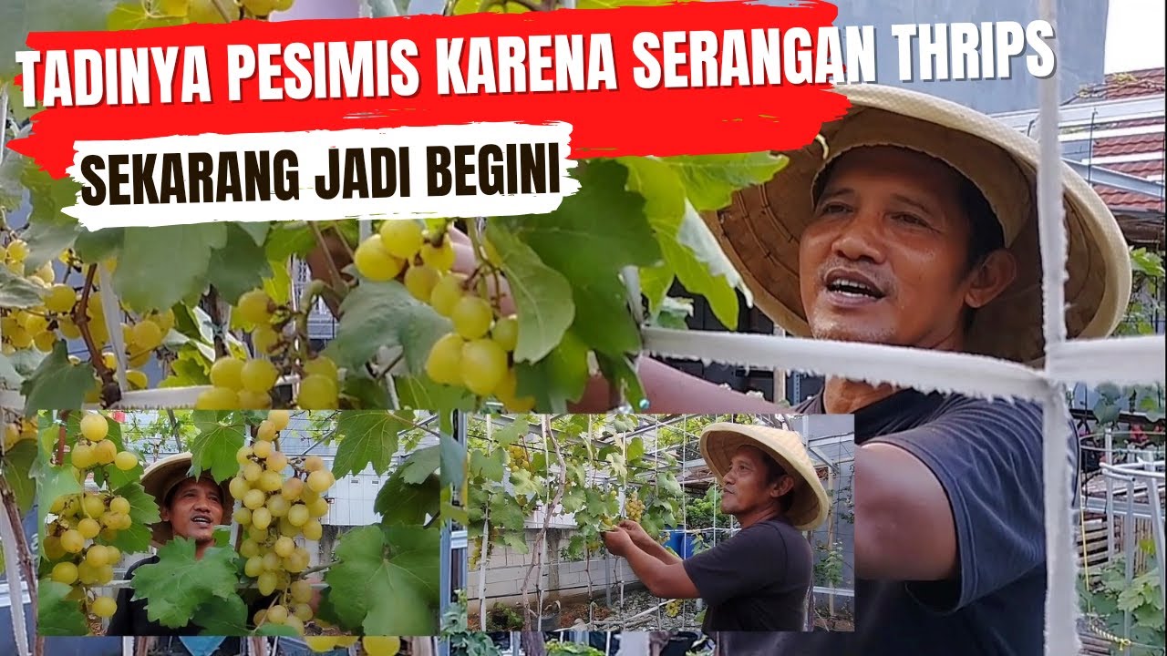Diserang Thrips, Tapi Masih Bisa Panen! Ini Triknya!