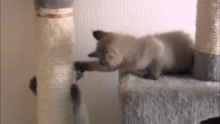 Genesis 05052011.wmv