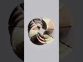 perfect illusion #oddlysatisfying #aesthetic #oddlysatisfying #satisfying #relaxing #perfection