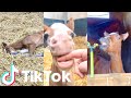 Adorable and Funny Baby Horses! 🥰 funny and cute foals tik tok compilation | Tik Tok Animals