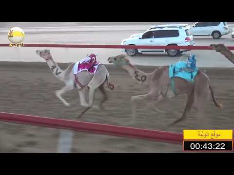 الشوط 1 الشاهينية ل حميد مطوع الظاهري شارة الصندوق السبت 2019 2 9 الوثبة فطامين