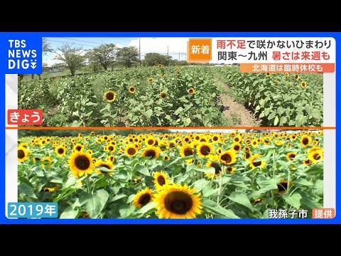 暑さ＆雨不足で「ひまわりも寝ています…」　札幌では始業式に異変！危険な暑さいつまで？｜TBS NEWS DIG