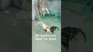 conditioning sa nokis #forentertainmentpurposesonly #highlightseveryone #conditioning