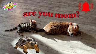 The Story Of Leopold The Cat Joy, Friendship And Comfort In A Beautiful Home