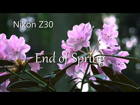 End of Spring  武蔵寺の藤棚と石楠花谷（しゃくなげだに）/ Nikon Z30