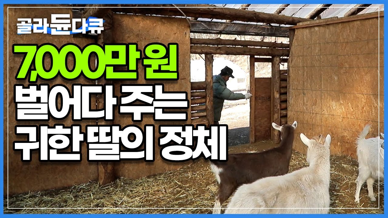 사람이랑 교감도 하고 몇 마리만 키워도 먹고 살 정도로 돈 벌어다 주니까요 강원도 산골 산양 50마리와 개, 닭들과 함께 사는 남자의 집 │#한국기행│#골라듄다큐