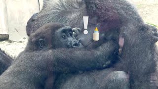 Mom Genki still treats nipple-sucking Kintaro as a baby. 【Kyoto Zoo, Gorilla,ゴリラ