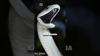 Kara Mamba Afrikanın En Hızlı Ve Zehirli Yılanı