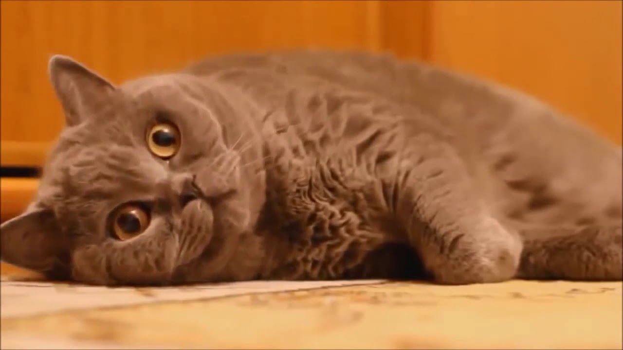 Gulmekten Aglayacaginiz Komik Kedi Videolari Youtube